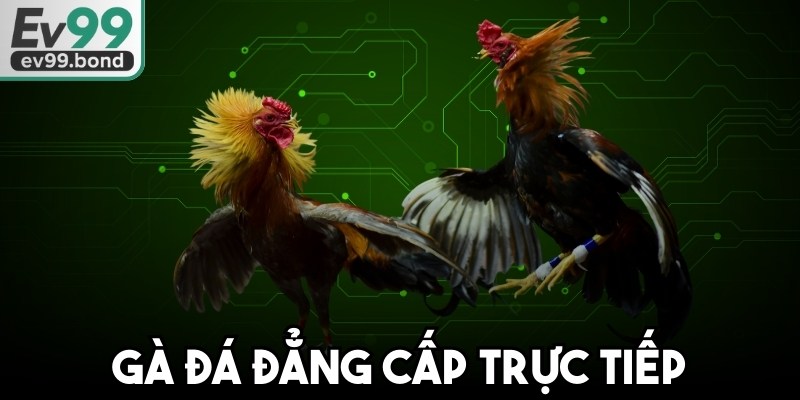 Gà Đá Đẳng Cấp Trực Tiếp