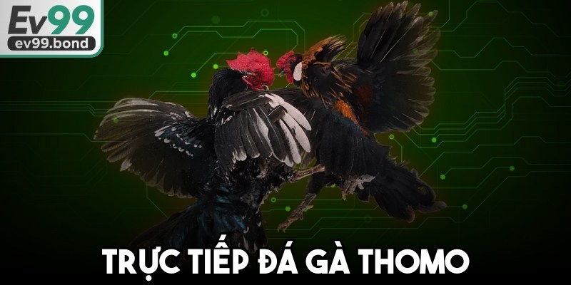 Trực Tiếp Đá Gà Thomo